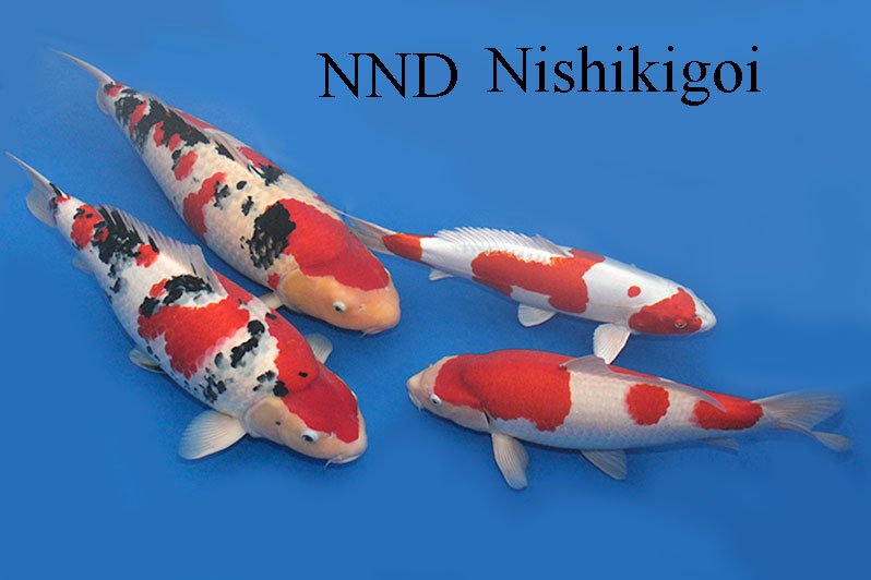 錦鯉新潟ダイレクト-健康で美しい将来性のある錦鯉を提供していきます。