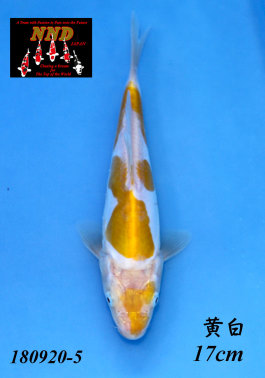 Kawarimono 1st Prize