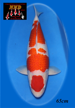 Best in Size 65