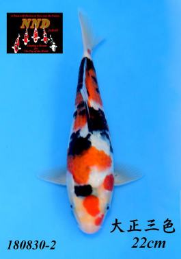 Grand Champion