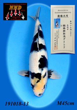 Size 45 Shiroutsuri 2nd Prize