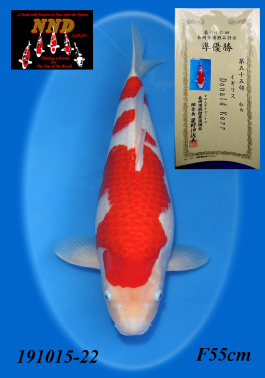 Kohaku 3rd Prize
