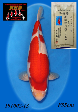 Kohaku 3rd Prize
