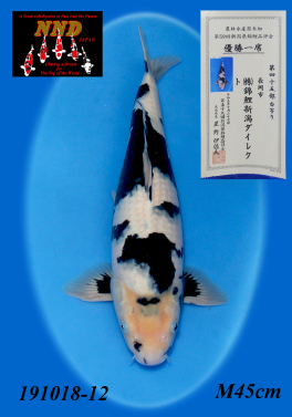 Size 45 Shiroutsuri 1st Prize