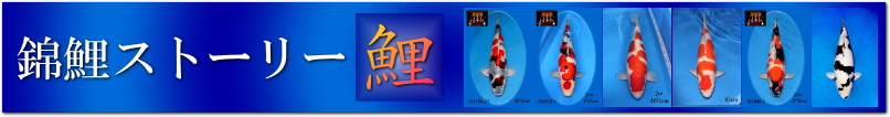 錦鯉ストーリー