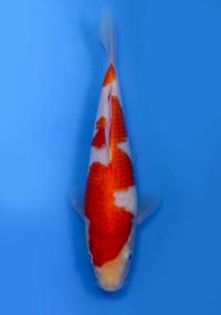 第20部　紅白
