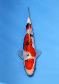 第20部　大正三色