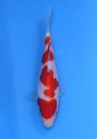 第20部　紅白