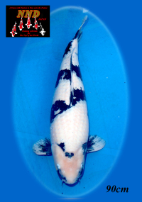 第45部　白写り