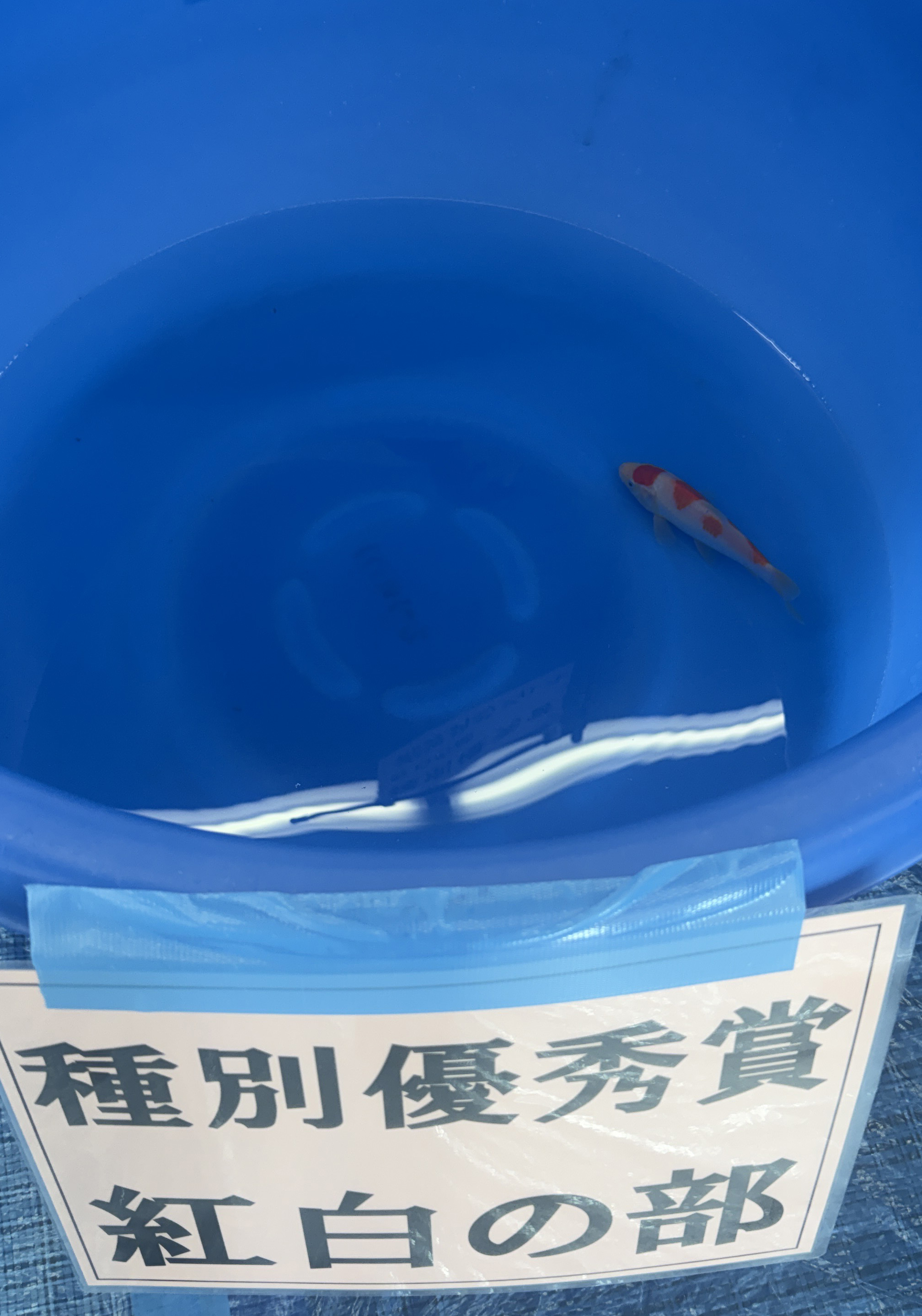 種別優秀賞 紅白の部