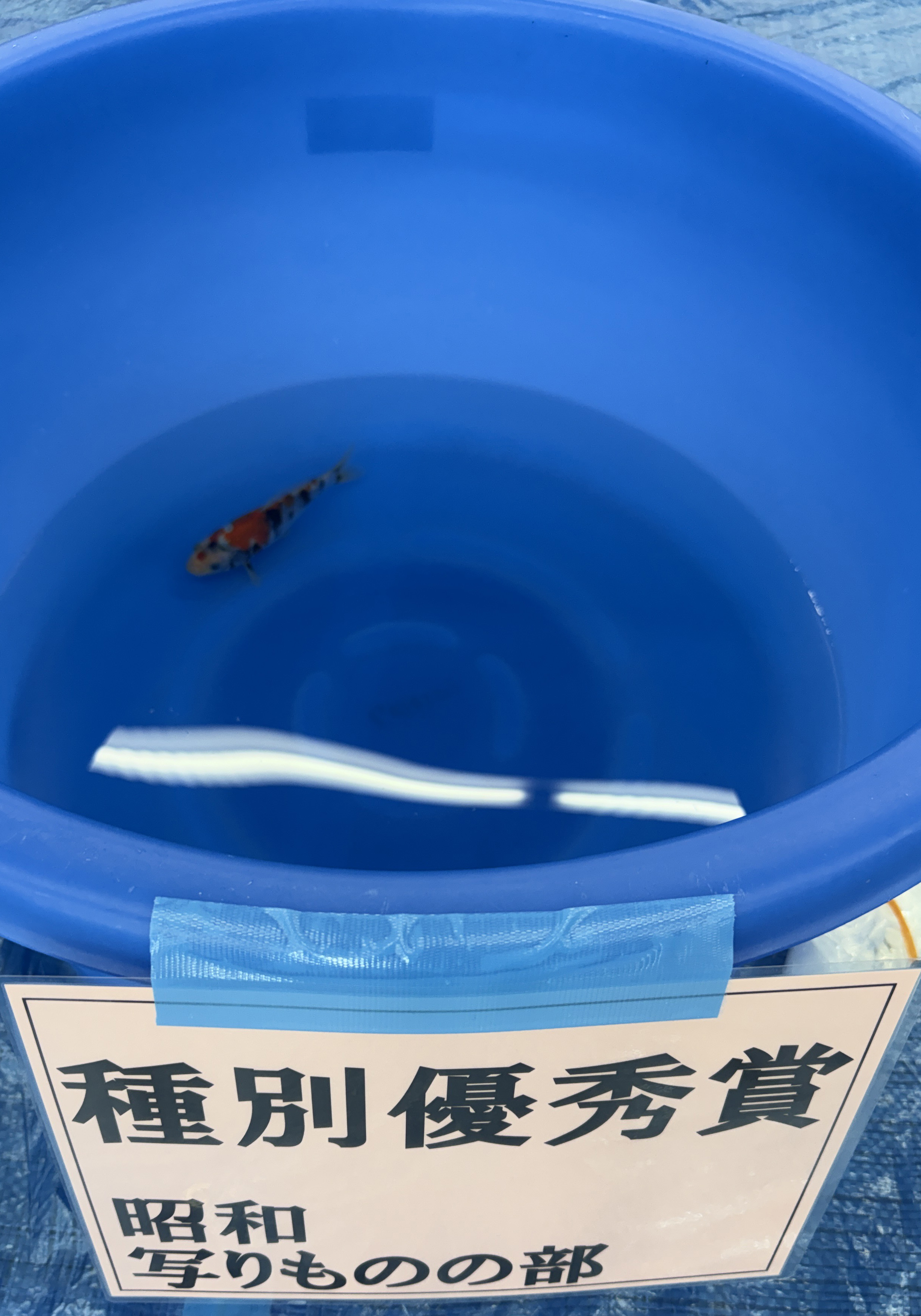 種別優秀賞 昭和・写りものの部