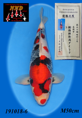 第50部 昭和 優勝次席